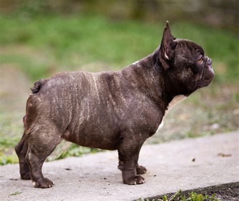 'MAGIC', a Chocolate Brindle French Bulldog, male, Short, thick, heavey ...