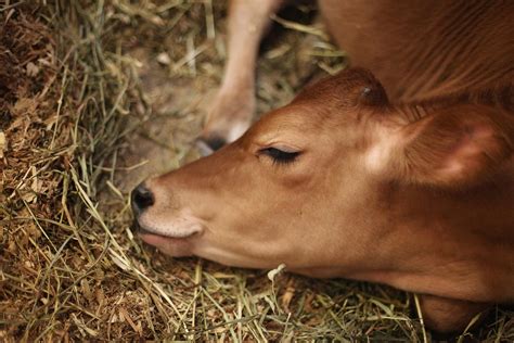 Cattle on the Green Grass · Free Stock Photo