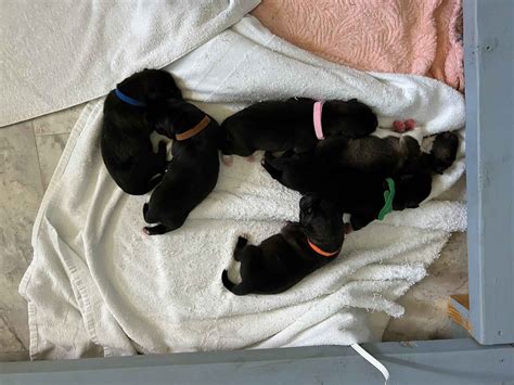 Akita Puppies For Sale - AKC PuppyFinder