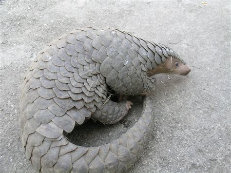 Sunda pangolin - Pangolin Specialist Group