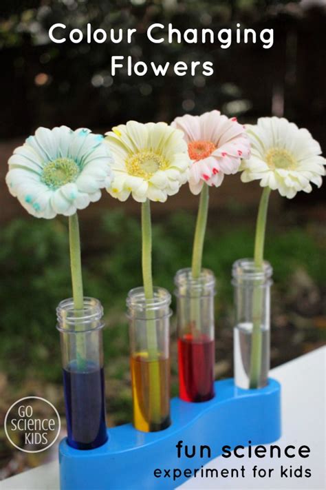 Colour Changing Flowers Experiment – Go Science Kids