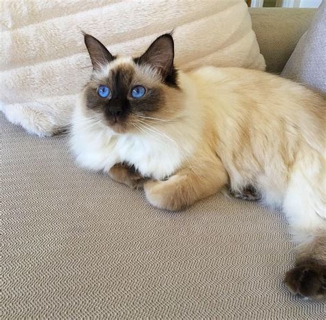 Chocolate Point female Ragdoll | Ragdoll, Cats, Animals