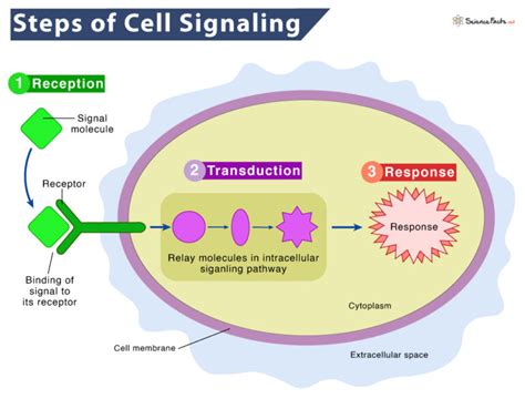 Cell Signaling – Definition, Steps, Types, Examples, & Diagram