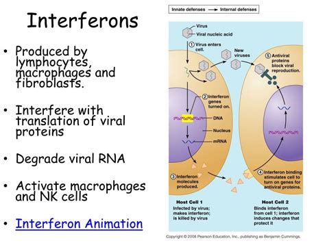 PPT - Immune System PowerPoint Presentation, free download - ID:1719101