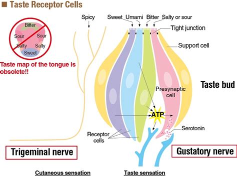 Taste Receptor Cells