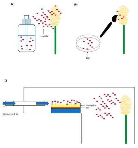 Plants | Free Full-Text | Inoculation and Screening Methods for Major ...