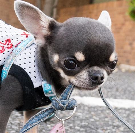 Blue Chihuahuas - Chiwawa Dog