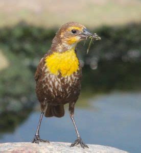 Montana State Bird – Western Meadowlark – 50States.com