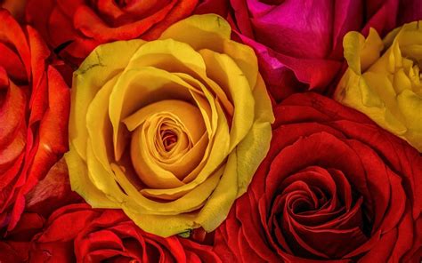nature, red, yellow, rose, flower, plant, petal, land plant, flowering plant, macro photography ...