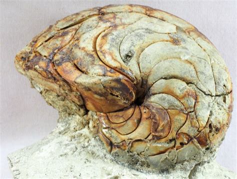 Aturia Nautiloid Survivor Fossil