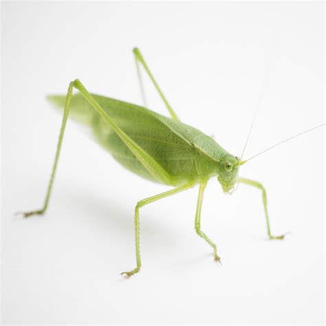 Katydid - Nature Companion