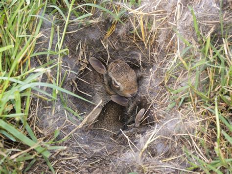 Image result for image of wild rabbit sleeping in nest Rabbit Nest ...