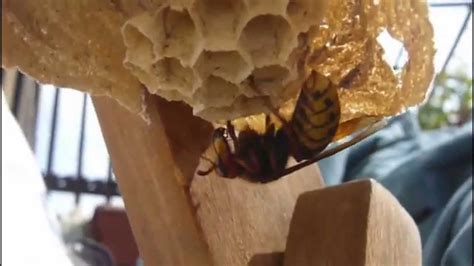 Hornet Queen building nest - YouTube