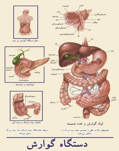 !! Learning Biology Differently - گوارش غذا در بدن انسان