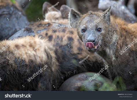 1,471 Hyena eating Images, Stock Photos & Vectors | Shutterstock