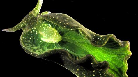 Solar-Powered Sea Slugs Becoming Too Rare to Study