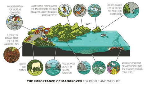 Scriberia Ltd on Twitter in 2021 | Mangrove, Ecosystems, Mangrove forest