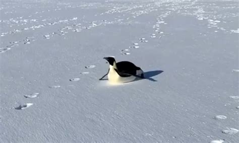 Penguin Sliding On Belly