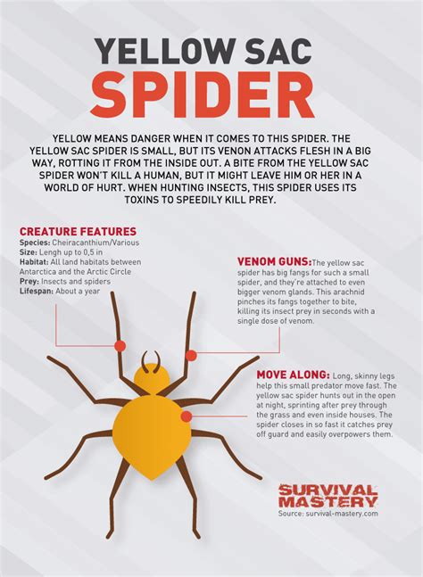 Spider Bites Treatment: Emergency and Preventative Care