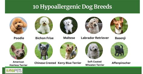 10 Hypoallergenic Dog Breeds - Kobi Pets