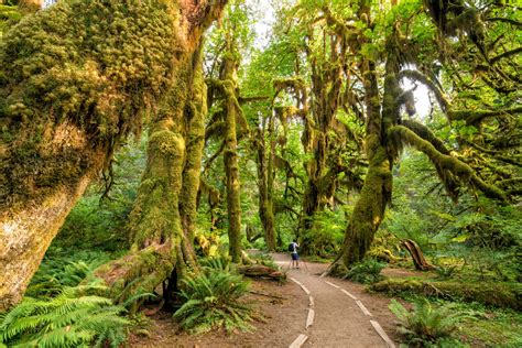 The 3 National Parks in Washington State: What to See + Do!