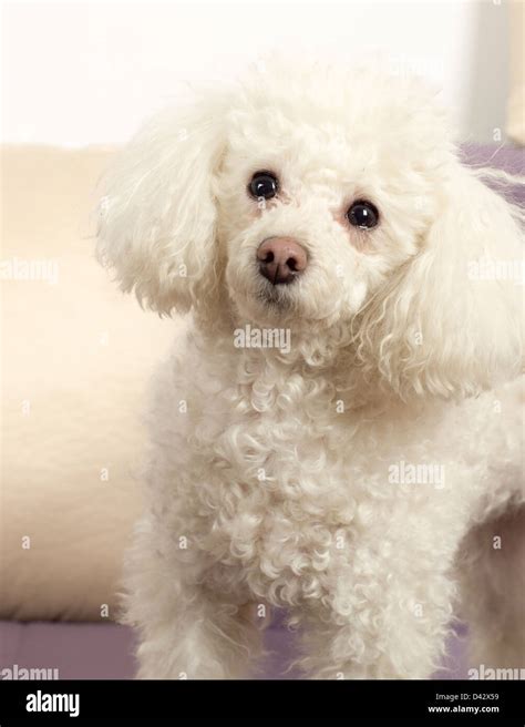 Close up toy poodle puppy hi-res stock photography and images - Alamy