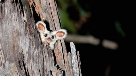 Greater glider habitat research briefing | Wildlife Preservation Society of Queensland