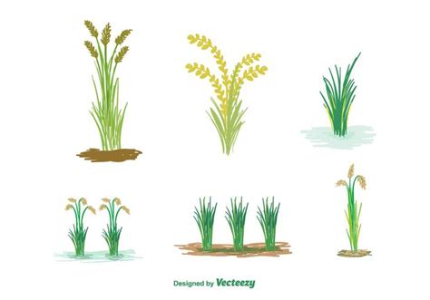 Download Vector - Free Rice Field Illustration - Vectorpicker