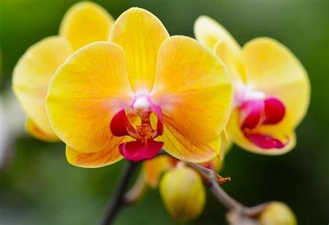 Yellow and Pink #Orchid | Beautiful flowers, Orchids, Macro flower