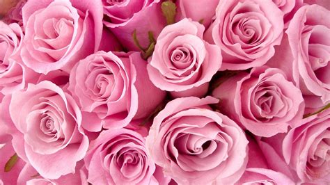 Roses Desktop Wallpapers - Top Free Roses Desktop Backgrounds - WallpaperAccess