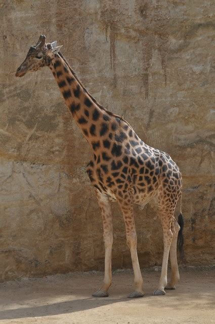 Kordofan-Giraffe im Bioparc Zoo de Doué la Fontaine | Flickr - Photo Sharing!