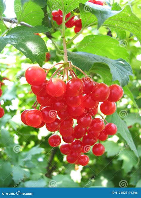 Viburnum berries stock image. Image of flora, food, green - 6174523