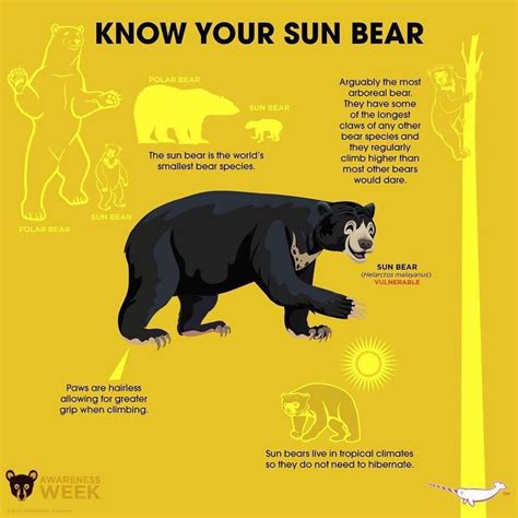 How incredible is this Sun Bear infographic! We absolutely love @peppermintnarwhal and their ...