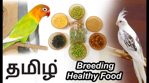 Natural Healthy Birds Food For Budgies, Finches And African Lovebirds ...