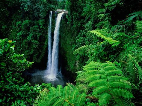 Amazon Rainforest, Feel the Rainfall of Leaves - Found The World