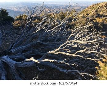 Typical Chaparral Vegetation Found Baja California Stock Photo ...