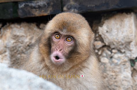 A Lone Baby Snow Monkey - Hokkaido Photo Tour - JAPAN DREAMSCAPES