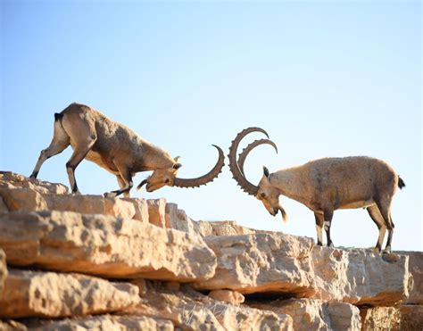 The Wildlife of the Friendly Negev Desert - Photo Travel