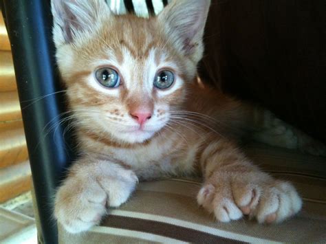 Polydactyl ;-) Cat Having Kittens, Cats And Kittens, Baby Cats, Orange Tabby Cats, Red Cat ...