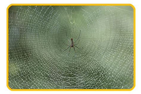 Spider Exterminator. Top Rated Spider Control Company.