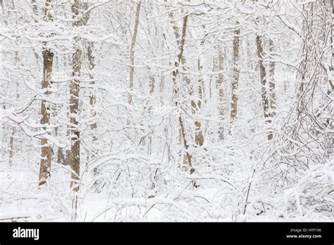 fresh falling snow on trees, bushes and plants Stock Photo - Alamy