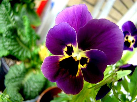 Pansy Heartsease Flower - Free photo on Pixabay - Pixabay