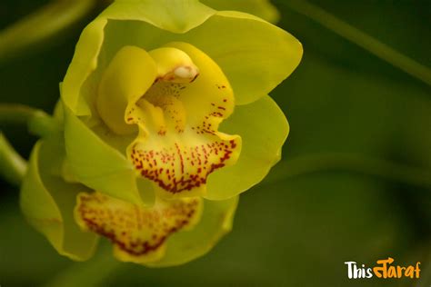 Flowers of Sikkim, India | Sikkim, States of india, The mountains are ...