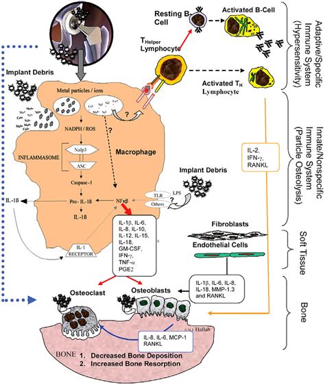 4 Steps involved in debris-induced inflammation mediated by macrophages... | Download Scientific ...