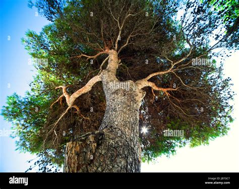 Huge tree outdoors Stock Photo - Alamy