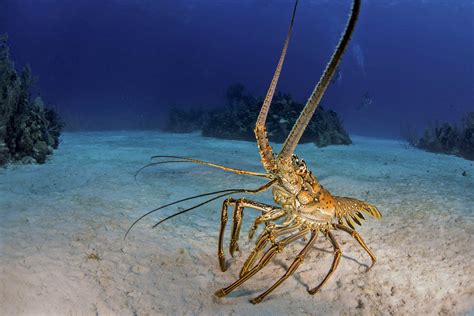 Study: Baby lobsters can't survive warming oceans - Earth.com