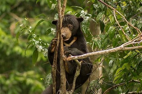 10 Animals Found in Malaysia - WorldAtlas