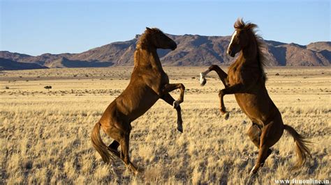 Wild Horses Wallpapers - Wallpaper Cave