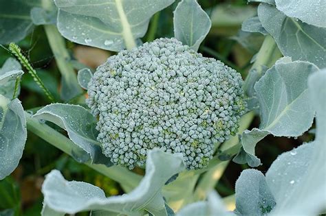 When and How to Harvest Broccoli | Gardener’s Path