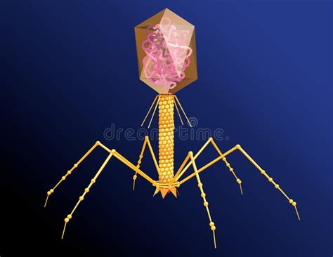 Bacteriophage with DNA. Scientifically Accurate 3D Illustration Stock ...